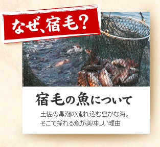 さかな工房｜宿毛の魚について
